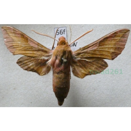 Deilephila porcellus (Linnaeus, 1758) Zmrocznik pazik Hungaria56f